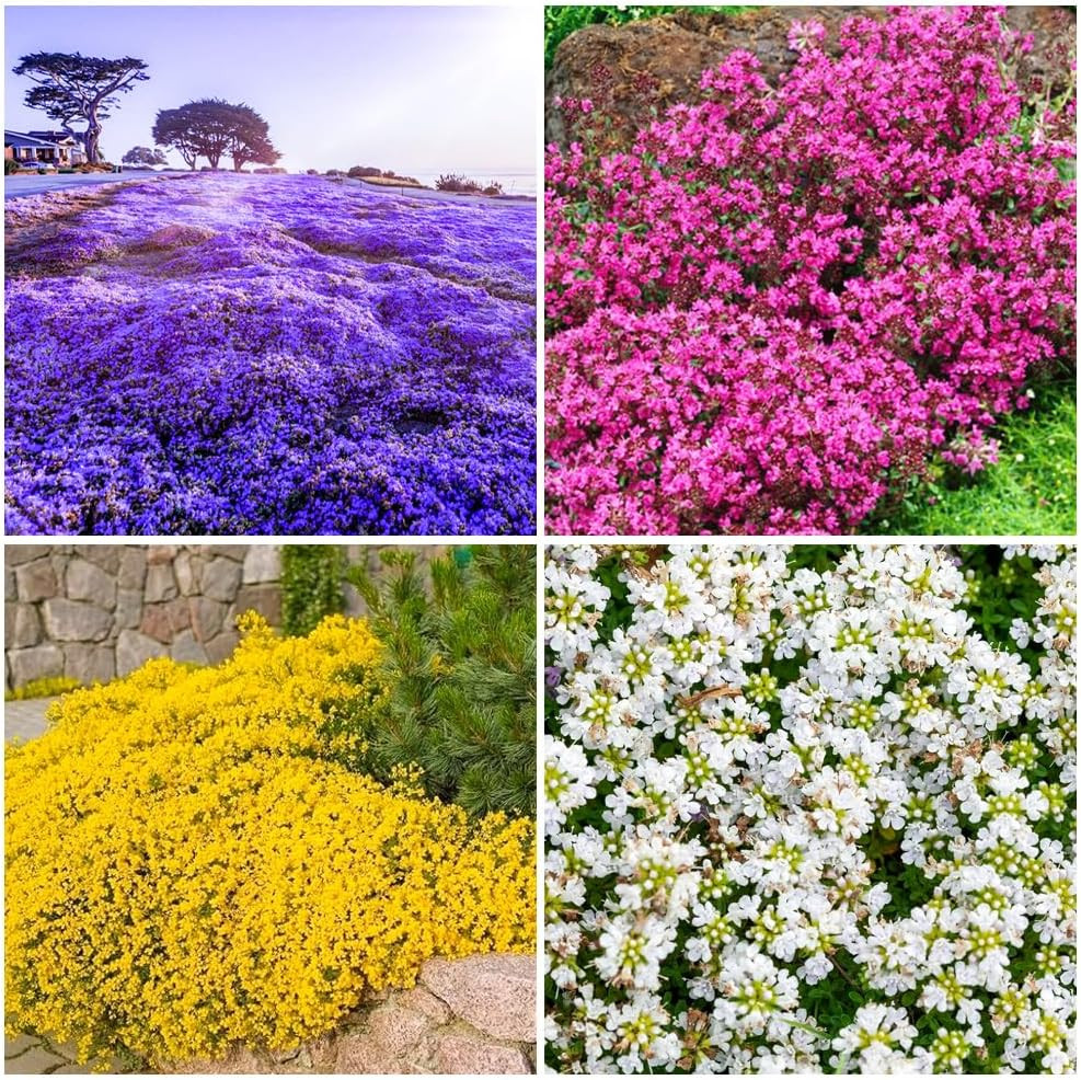 15000+ Creeping Thyme Seeds for Planting Outdoor-Perennial Flowers Plant in Your
