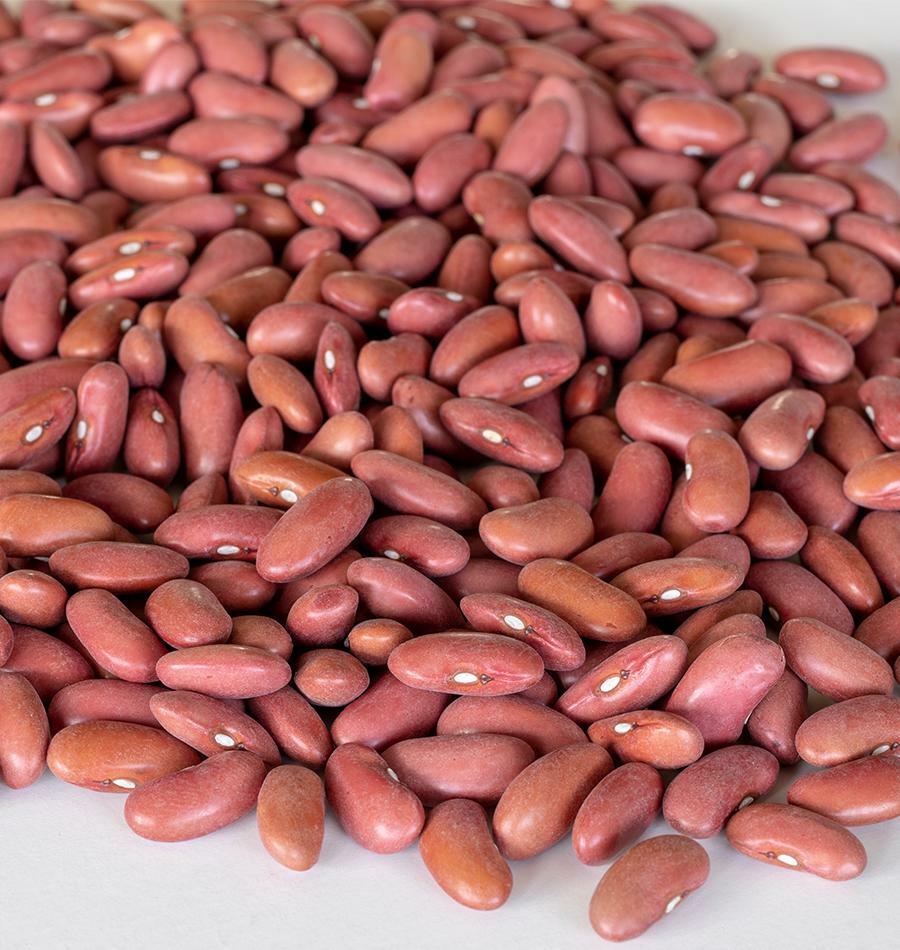 Bean Seeds: Light Red Kidney Bean Seeds Fresh Seed FREE Shipping!!!!!
