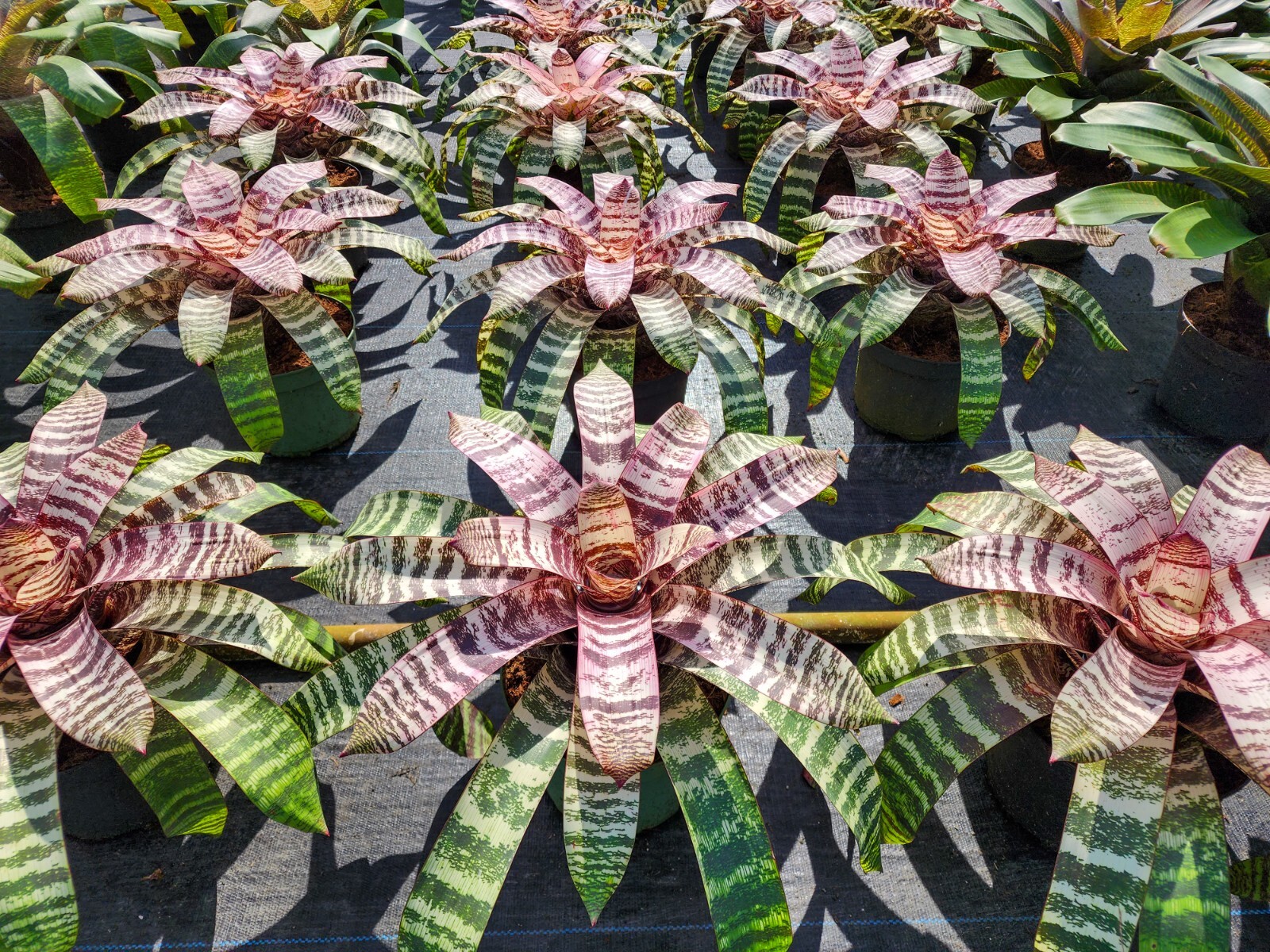 Bromelia – Vriesea Red Chestnut 6″ pot – Live plant