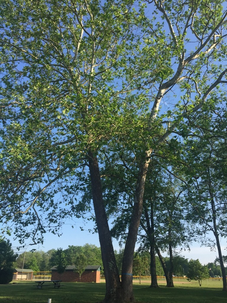 American Sycamore (Platanus occidentalis) Buttonwood, P Glabrata, Button Ball