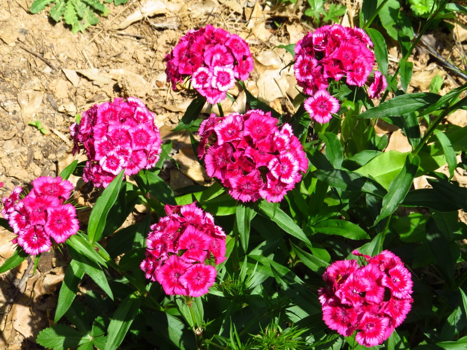 100+ Sweet William Mix Colors Flower Seeds, Biennial plant,US grown.