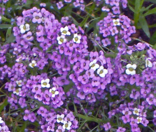 ALYSSUM VIOLET QUEEN Lobularia Maritima – 100 Seeds