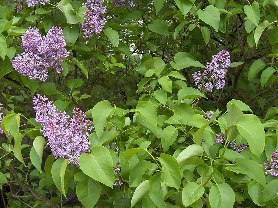 French Lilac, Syringa vulgaris, Shrub Seeds (Fast, Showy, Fragrant, Hardy)