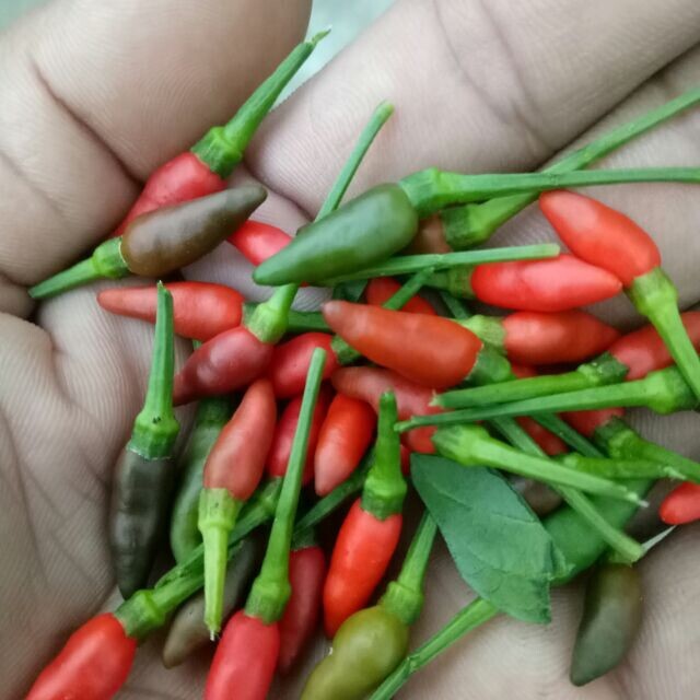 Ot Xiem rung/ Bird’s Eye Chili Ớt Xiêm Rừng việt Nam Dễ Trồng Easy Grow 40 Seeds