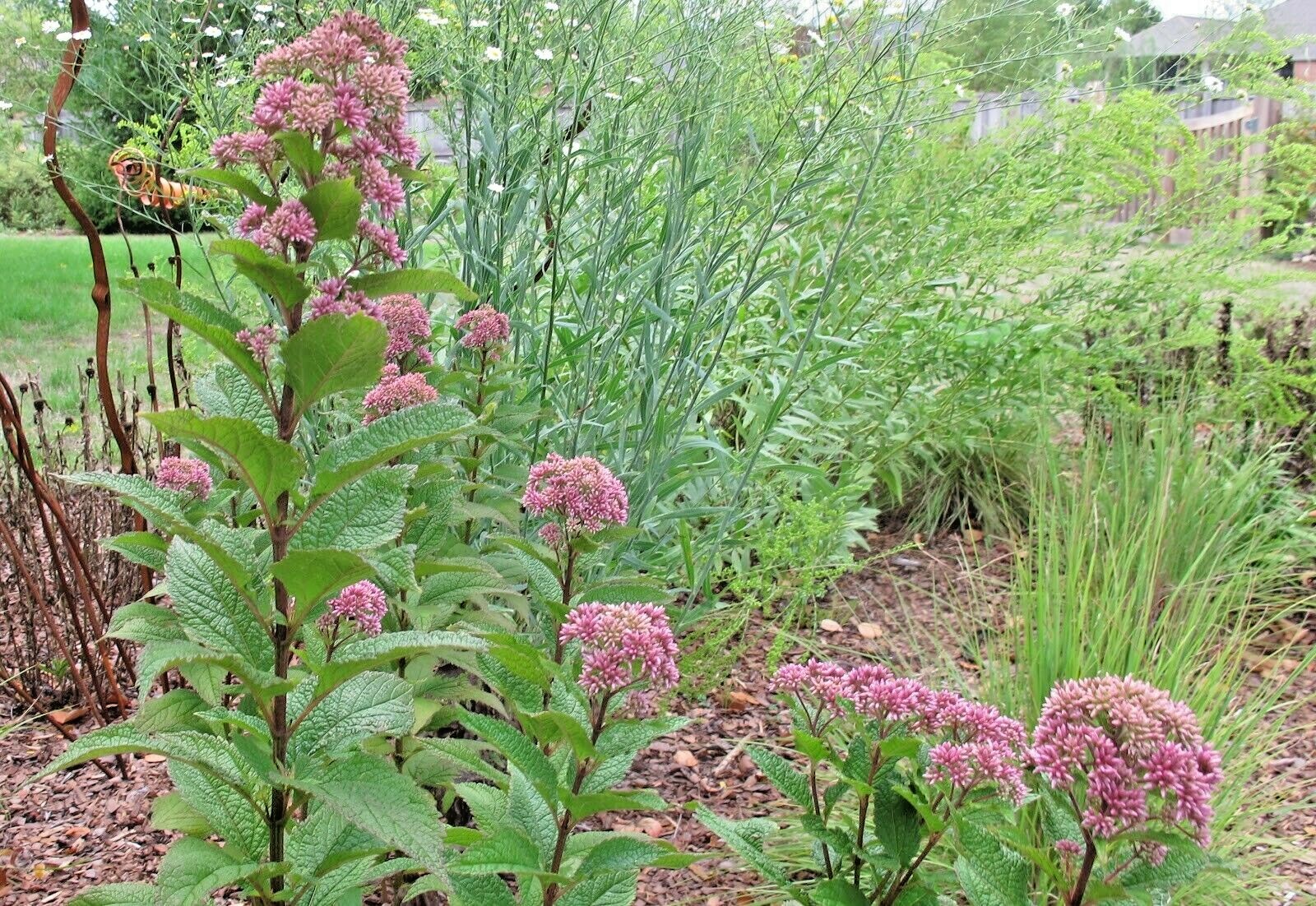 201+JOE PYE WEED Seeds Native Wildflower Vanilla Summer Flower Garden Heat Cold