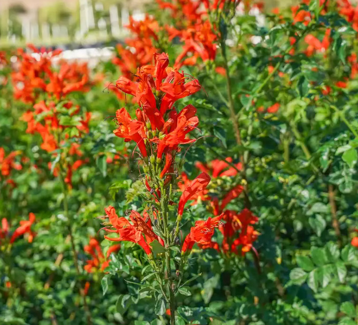 Red Cape Honeysuckle Plant – 4-8″ Tall – Tecoma capensis – Red Flowering Shrub