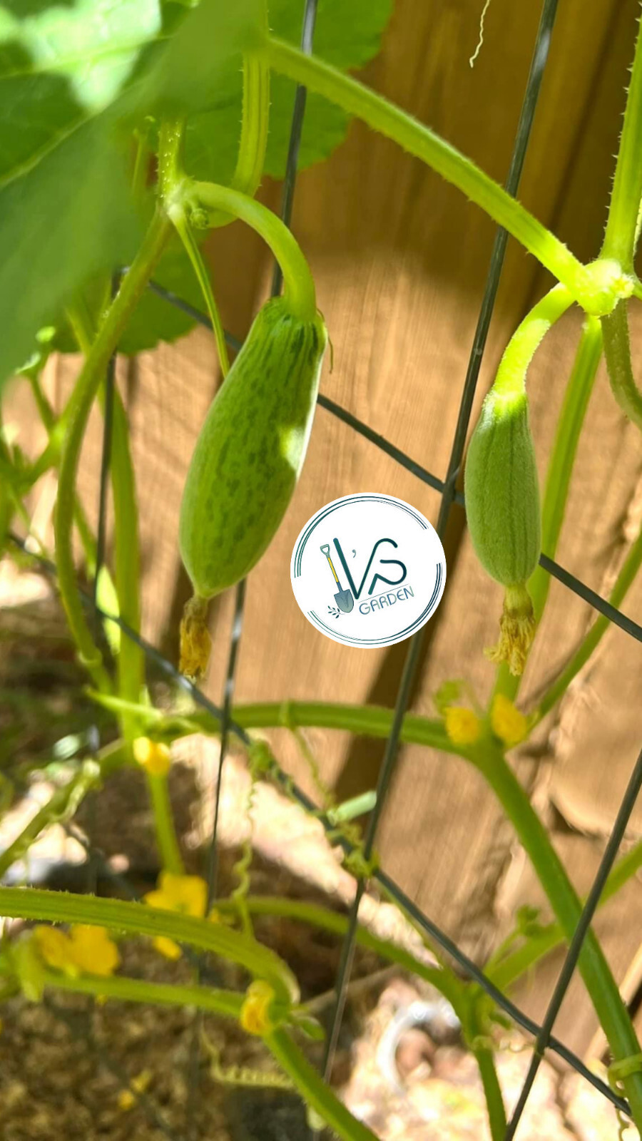 10 pcs MUSK MELON SEEDS, DƯA GANG DẺO | 98% GERMINATION, NEW SEEDS |