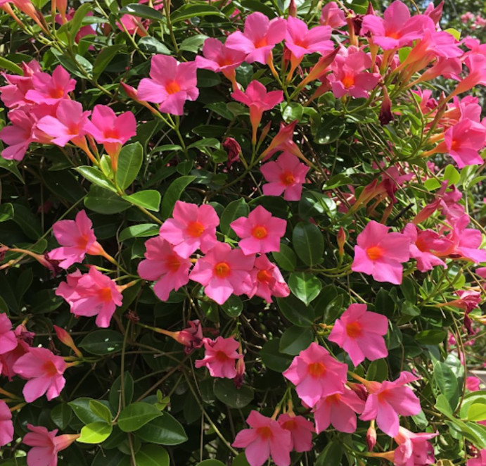 Set 2 Pink Mandevilla Plant – 4-6″ Tall – Tropical Flowering Vine for Garden
