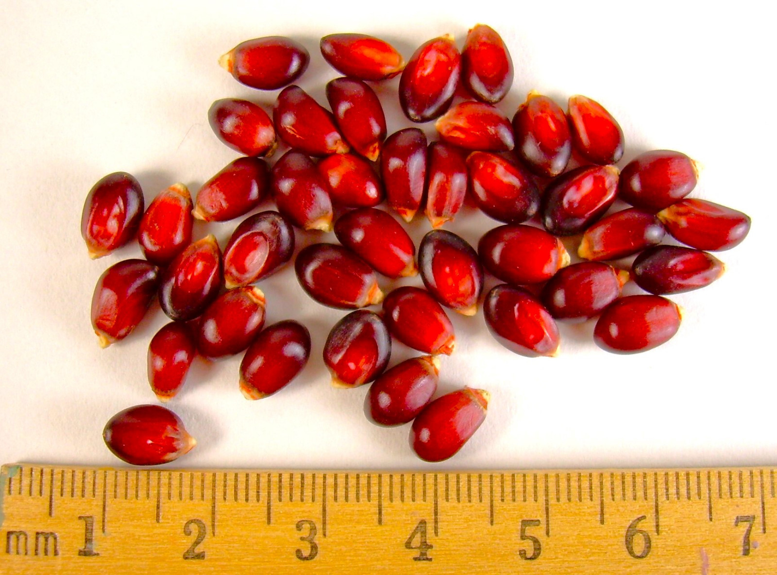 Strawberry Popcorn Seeds | Red Popping Mini Cherry Ornamental Corn Seed For 2025
