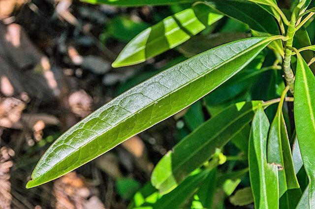 Magnolia insignis | Chinese Magnolia | 10 Seeds