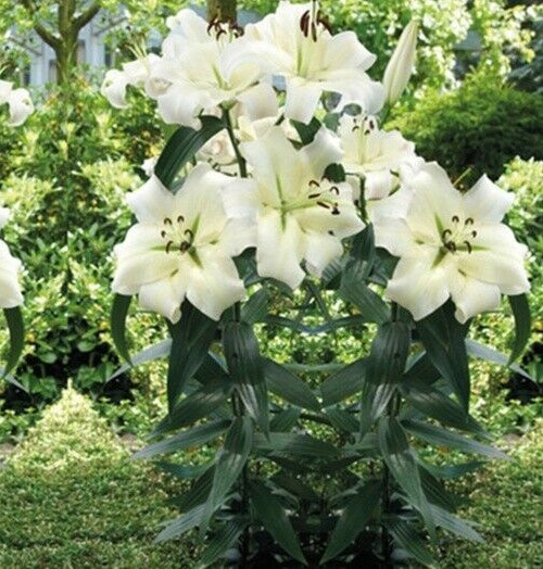 1 – GIANT ORIENPET LILY Pretty Woman Flower Bulbs- Perennial “U S Seller “