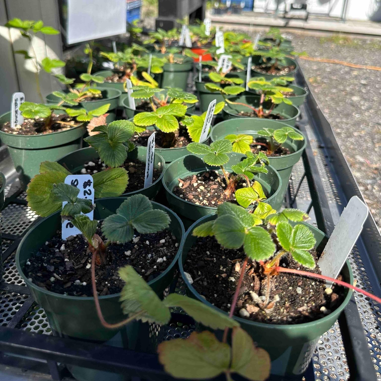 Seascape Everbearing Strawberry 10 Bare Root Plants – BEST FLAVOR