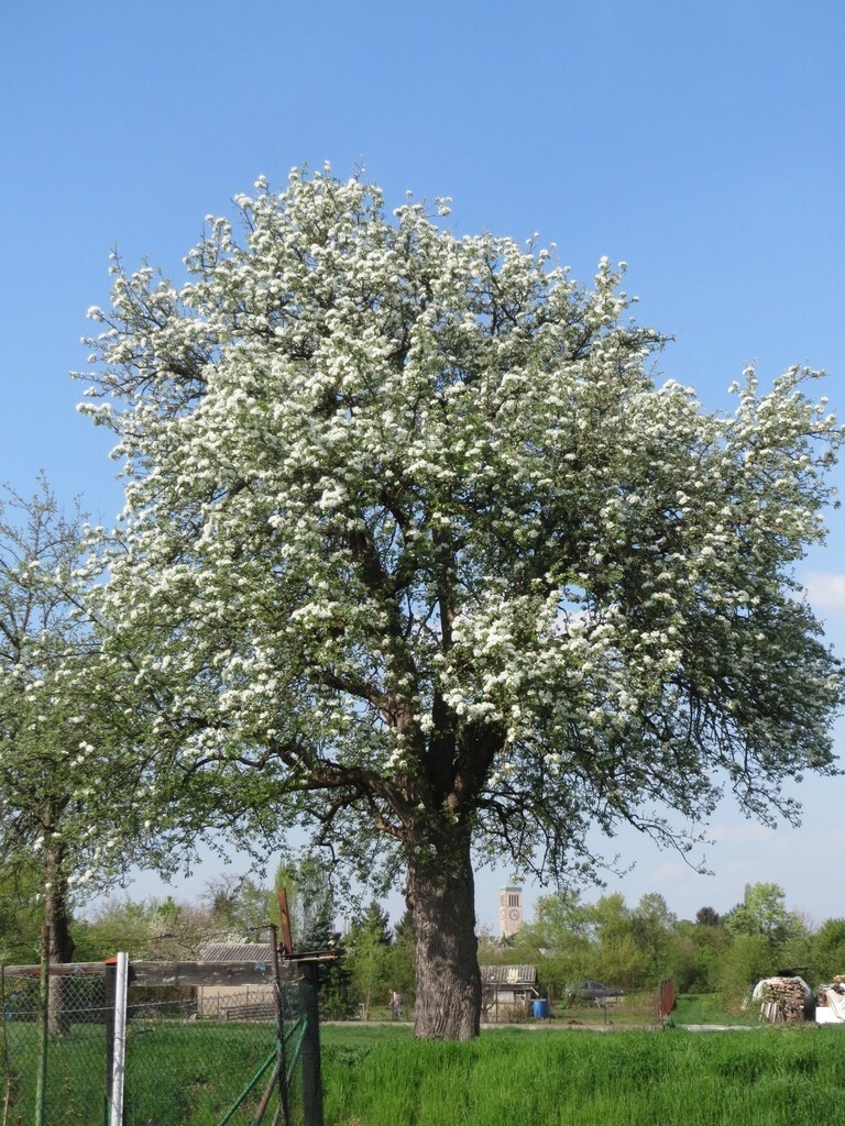 The Pear Tree | Premium Seeds | Pyrus communis ‘Spring’ | Plants’®