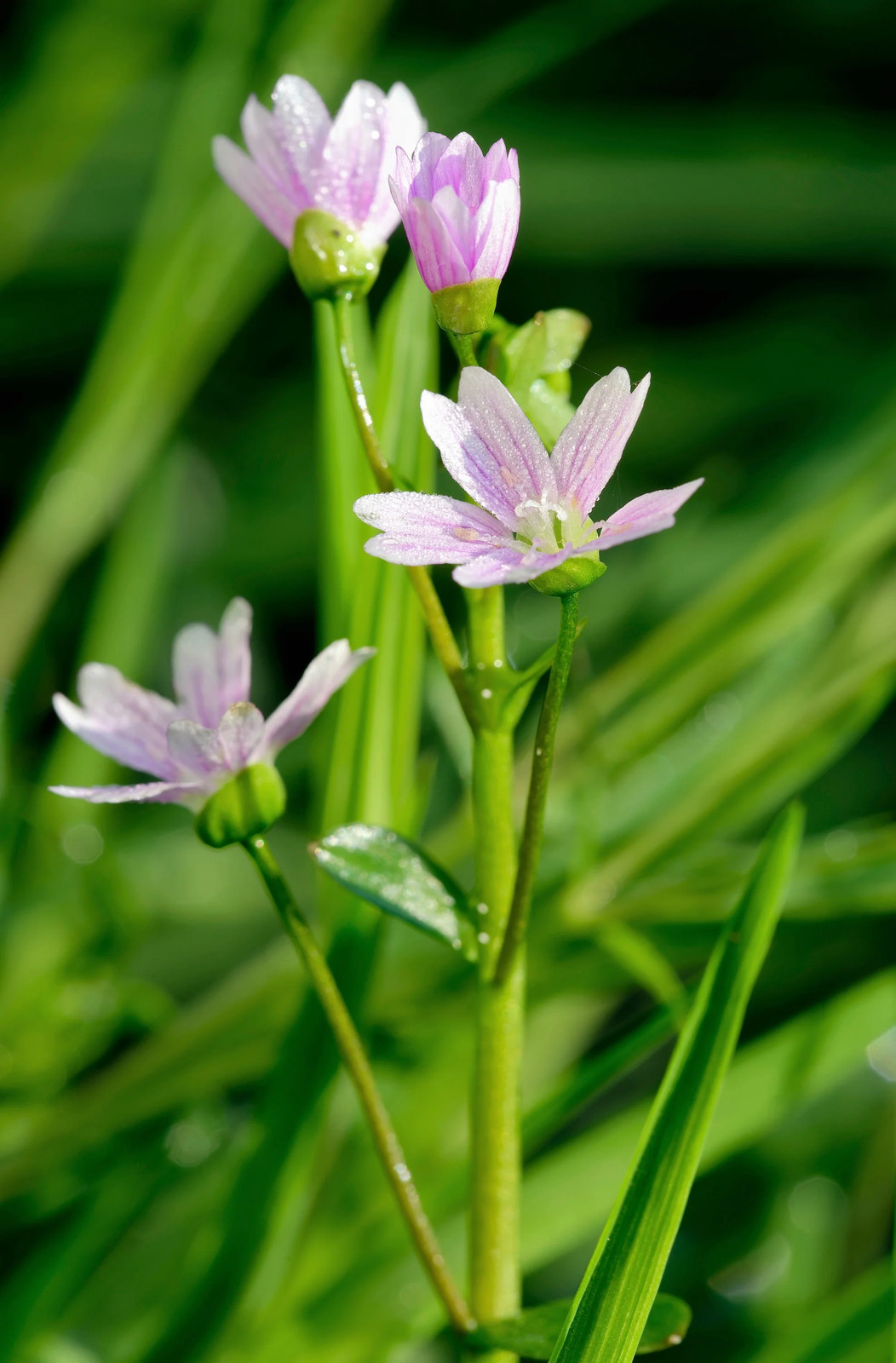 20 SIBERIAN SPRING BEAUTY Claytonia Sibirica Purslane Pink Shade Flower Seeds