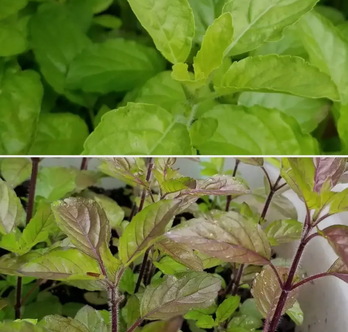 Holy Basil Red krishna and Green Ram tulsi 250 mg seeds of each variety