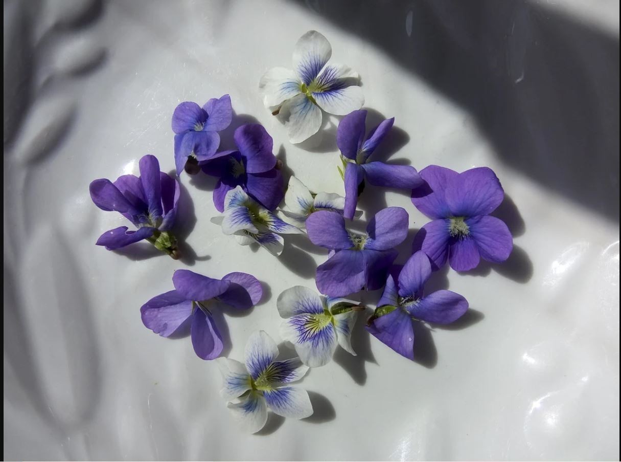 Flash Sale 20x Wild Violet Plants: Mixed Purple White Perennial Bare Root live