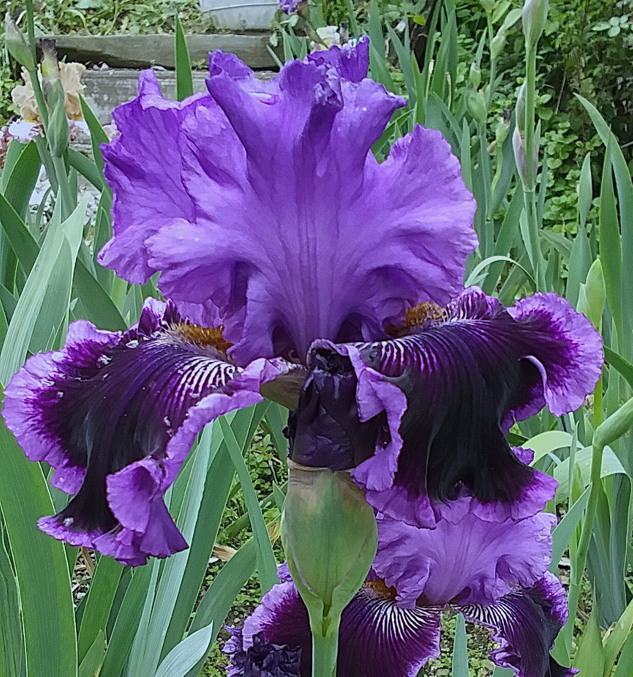 Above The Fray – Award-Winning Tall Bearded Iris – Stout – Combined Ship NOW!