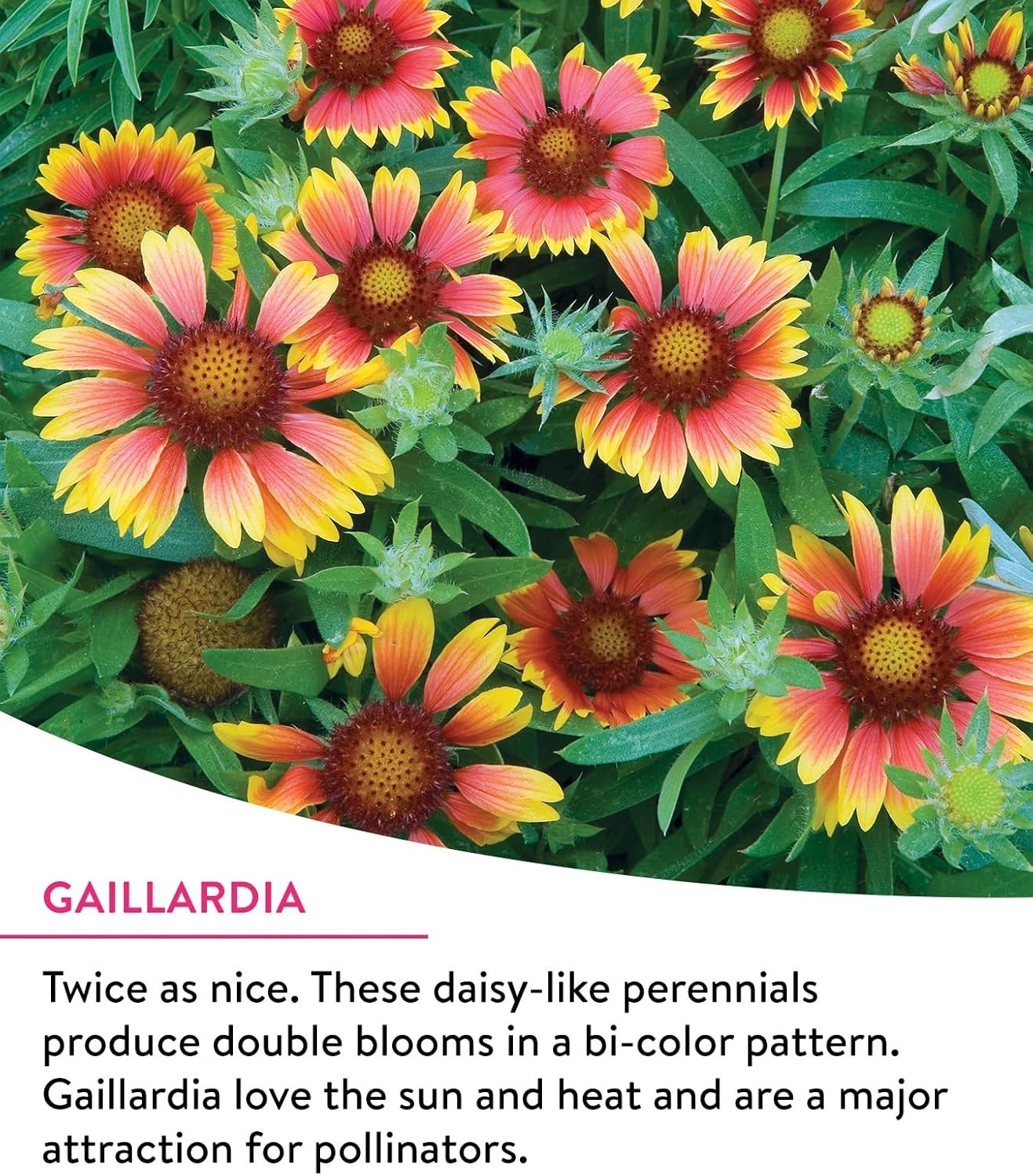 Attract Monarchs with Our 25,000 Non-GMO Wildflower Seeds – Spring Blooming Mix