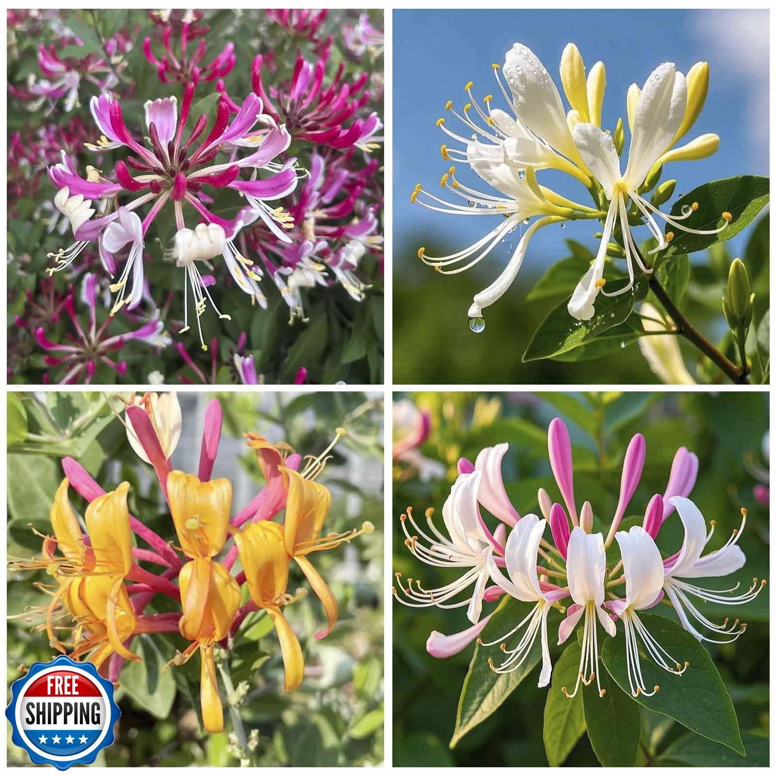 210+ Mix Honeysuckle Seeds for Planting in Home Garden- Non-GMO Honeysuckle P…