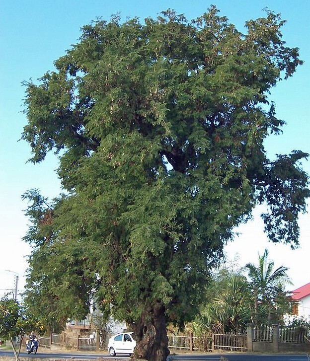 Tamarindus indica | Tamarind | 5 Seeds
