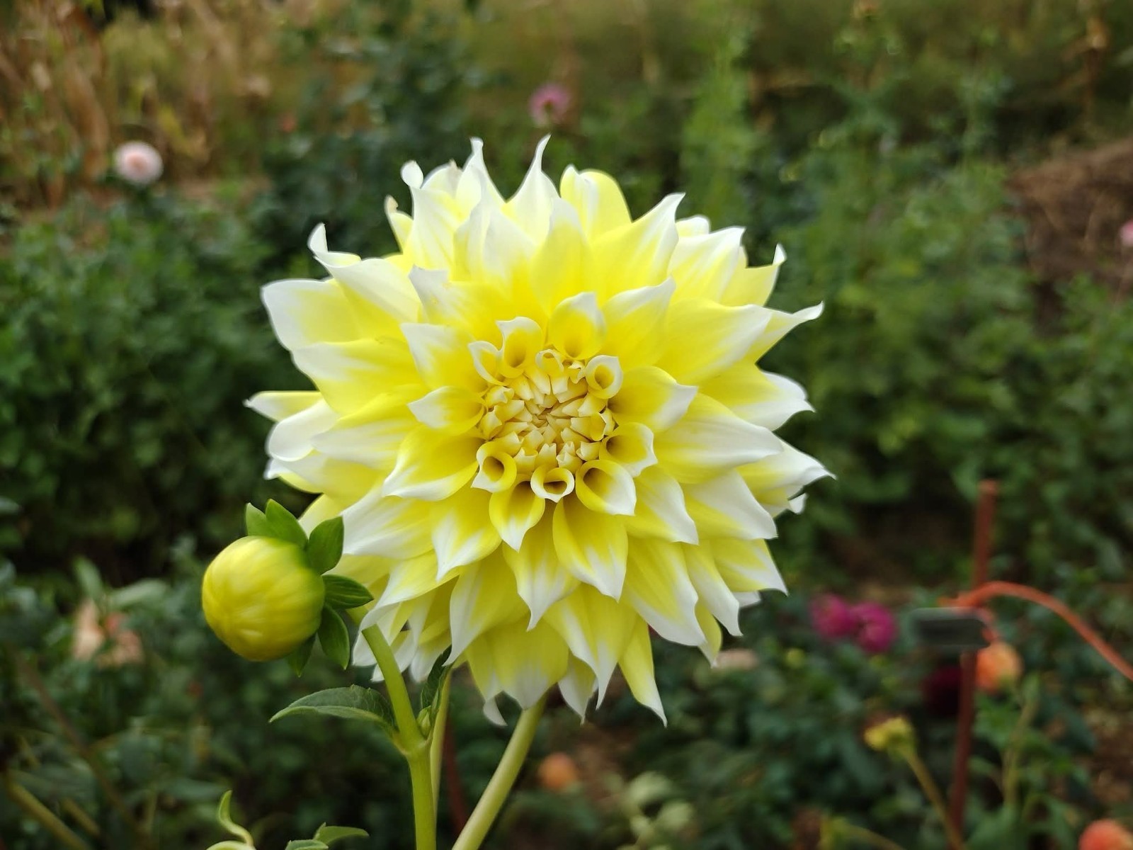Home Grown Dahlia Flower Tuber Bulb Bundle Lot 10-50 Grower’s Choice Tubers