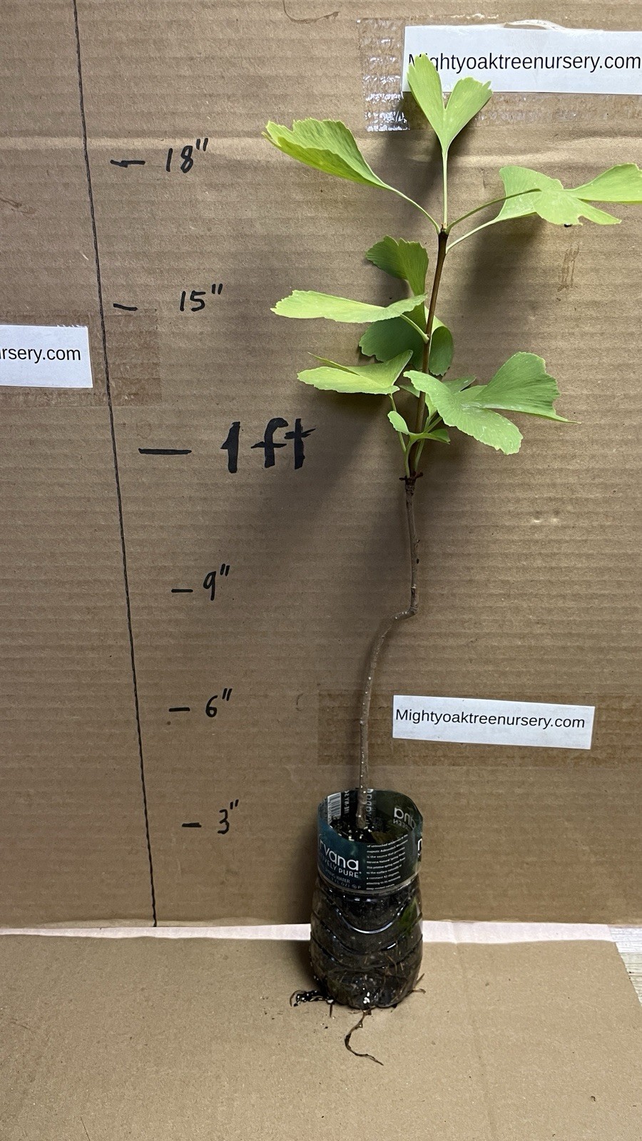 One ginkgo biloba plant. Sent with roots wrapped. 6-12 inches tall