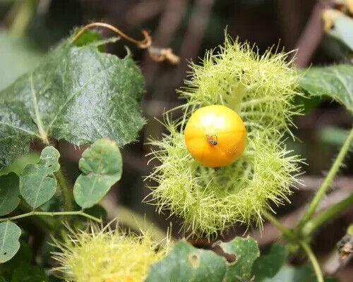 ASSIFLORA FOETIDA WILD MARACUJA, CHÙM BAO, NHÃN LỒNG, LẠC TIÊN