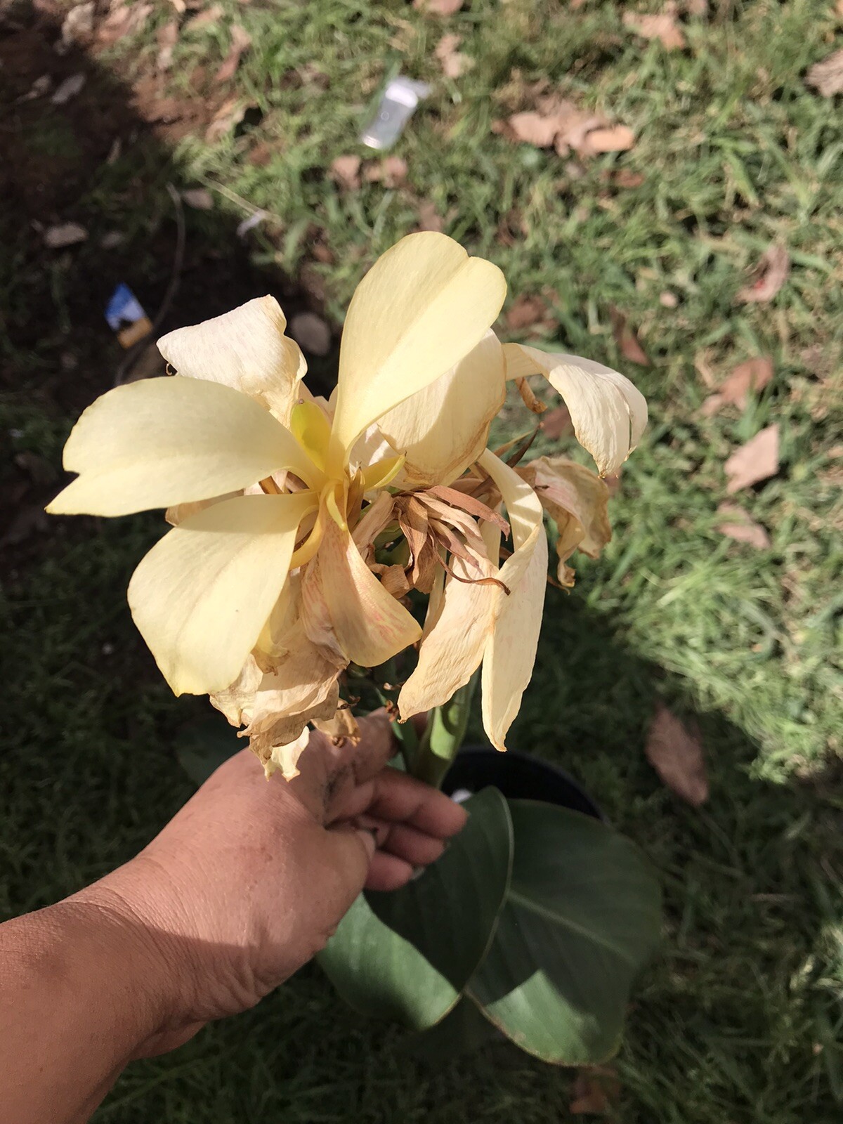 Rare Ivory Color Canna Lily Live Plant Rhizome Plant No Bulbs In Gallon Pot