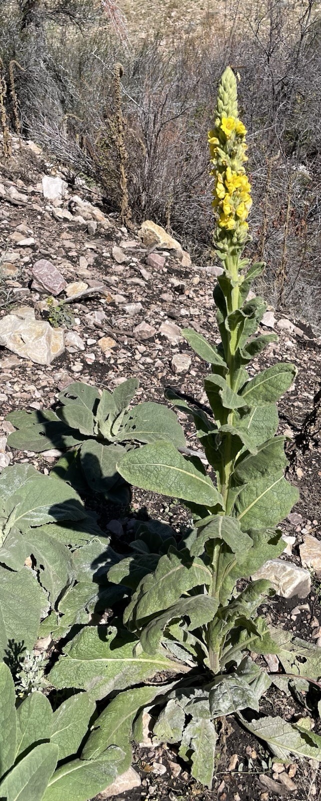 1000 + Wild Collected Mullein Seeds – Verbascum thapsus – Herb – Great Mullein