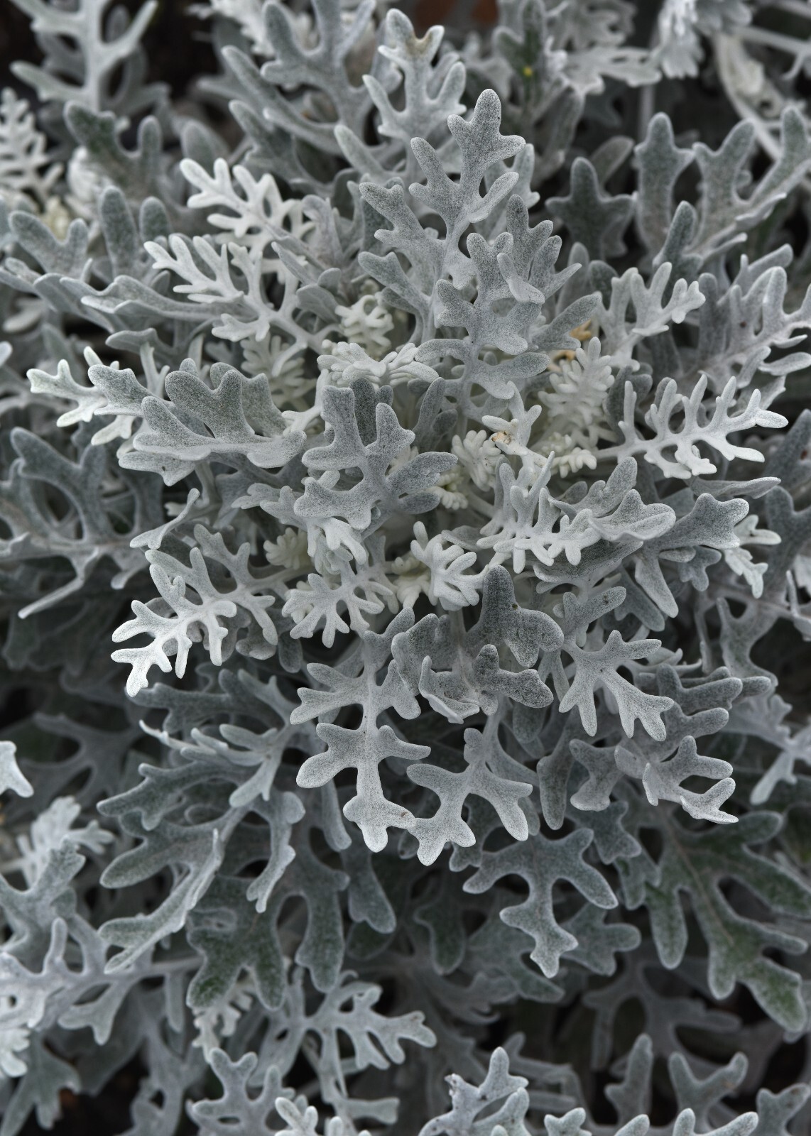Dusty Miller Silverdust Seeds – 25 Seeds Per Packet, Non-GMO
