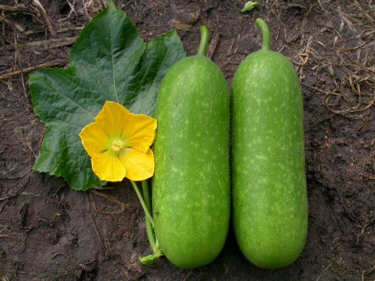 30 Wax Gourd / Ash Gourd Seeds / Bí Đao for 2024 season . US seller