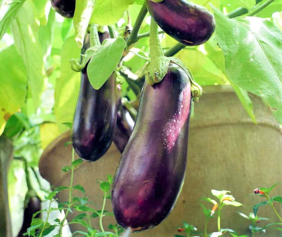 Long Purple Eggplant Seeds