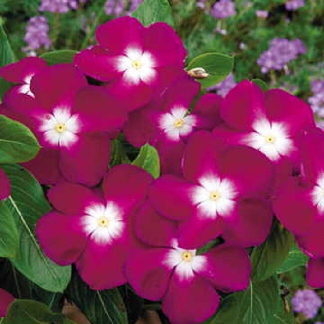 Vinca Seeds 50 Seeds Vinca Pacifica Xp Burgundy Halo