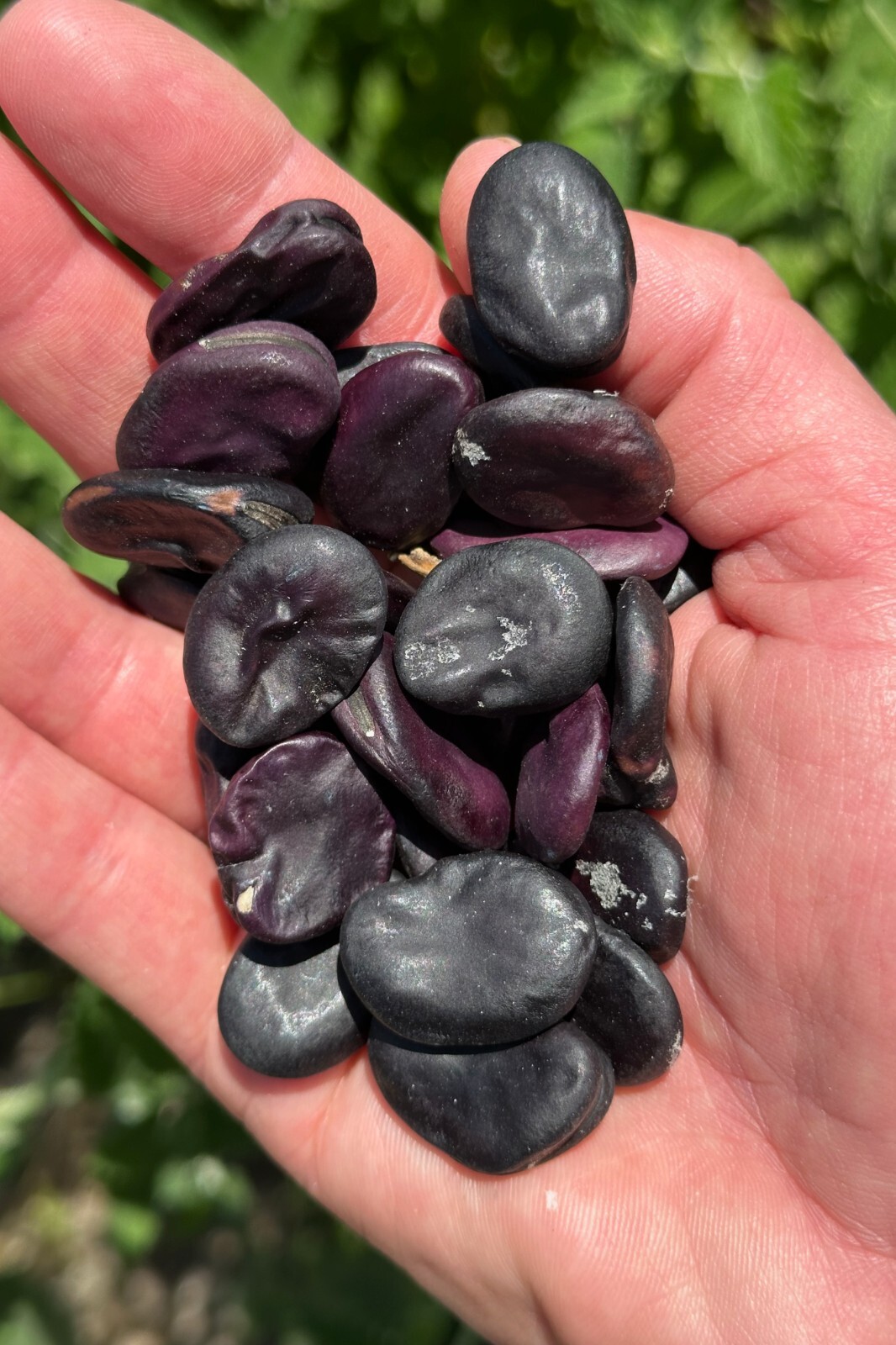 Negreta Purple Fava Bean Seed Packet – 10 seeds, Certified Organic Heirloom Faba