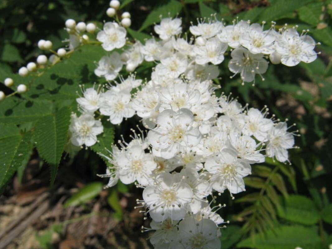 Mountain Ash Tree Seeds for Planting (50 Seeds) – Sorbus aucuparia