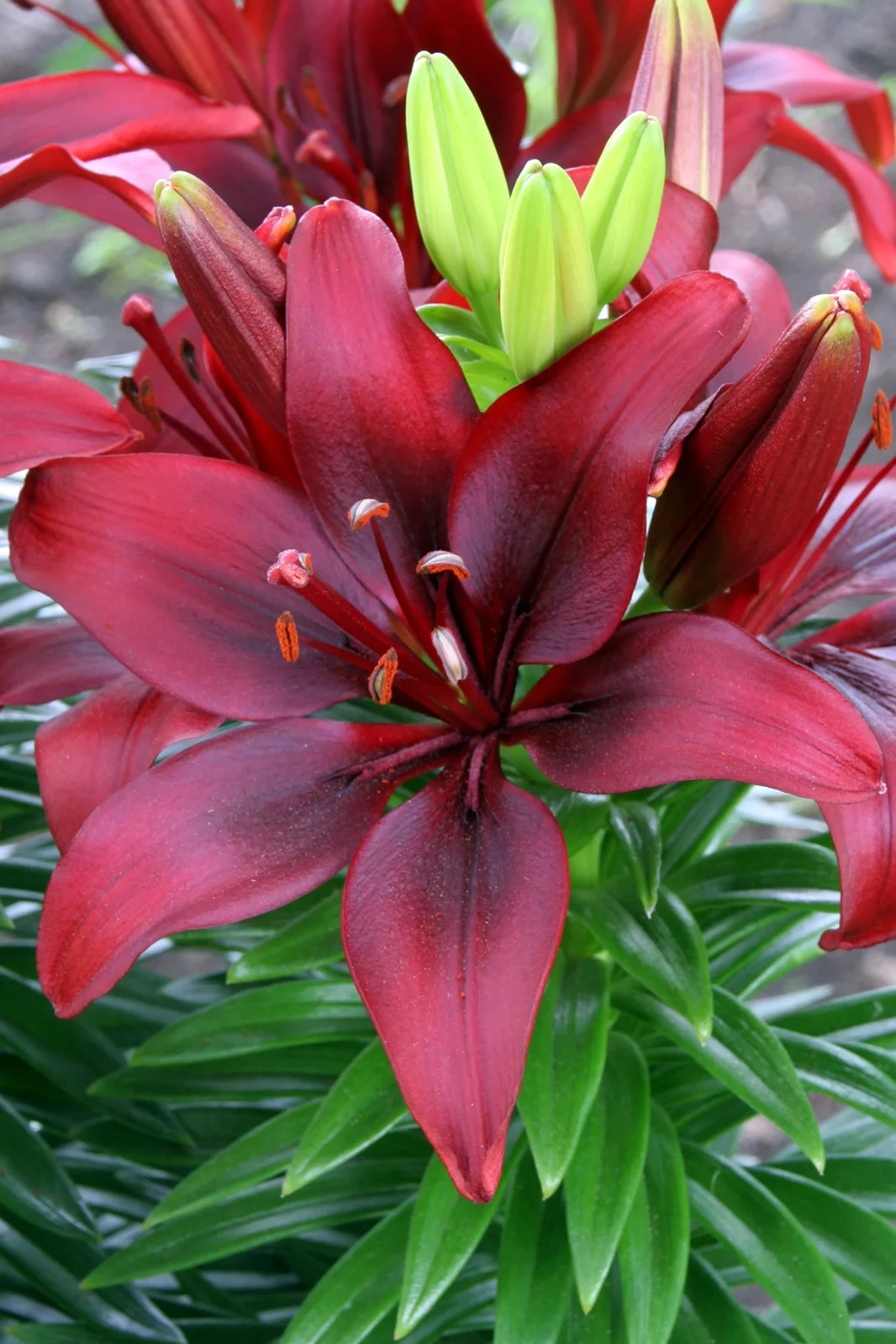 3 Happy Love Lily Bulbs-USA Farm and Company-