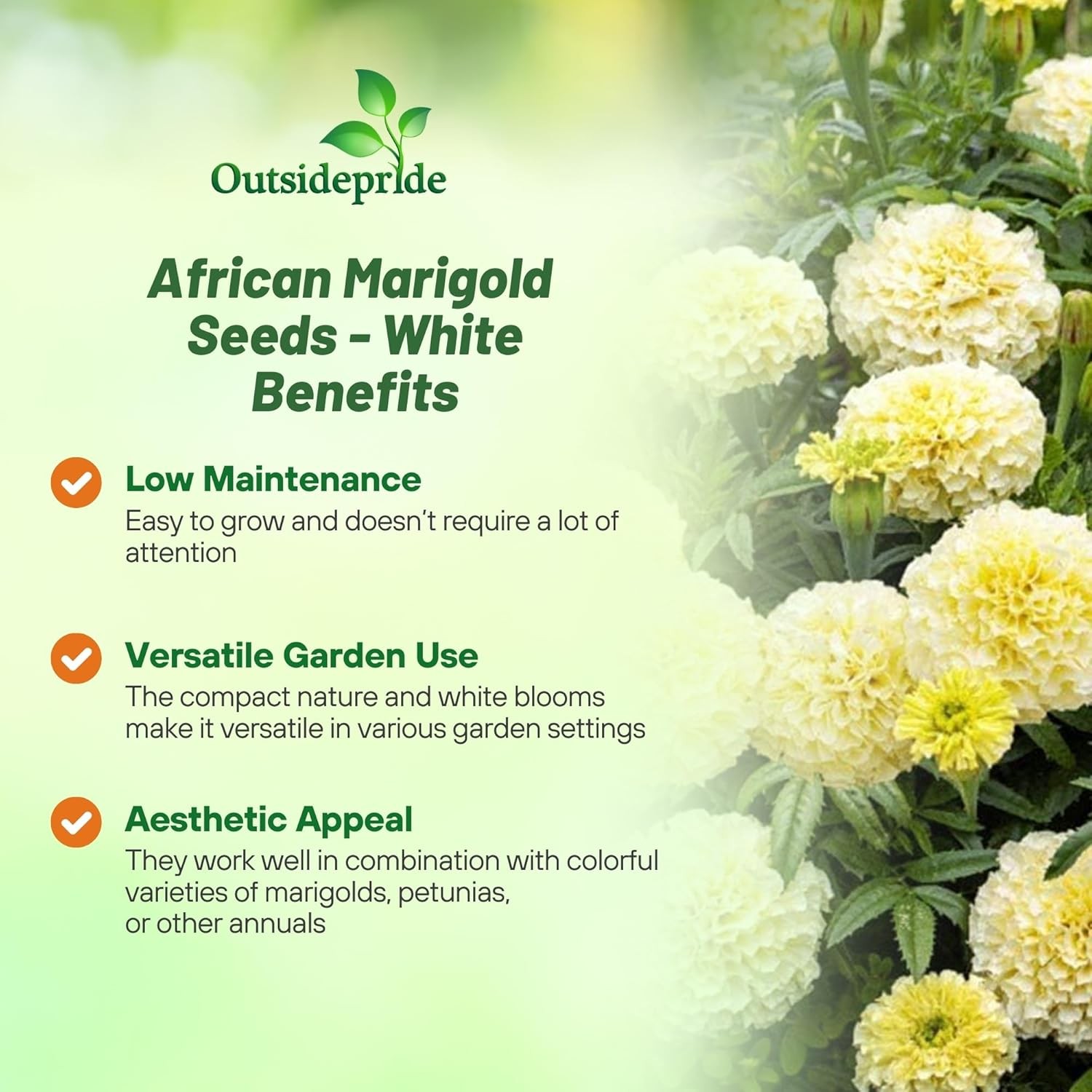 500 Seeds Marigold Seeds – Tagetes Erecta Kilimanjaro Flower Seed