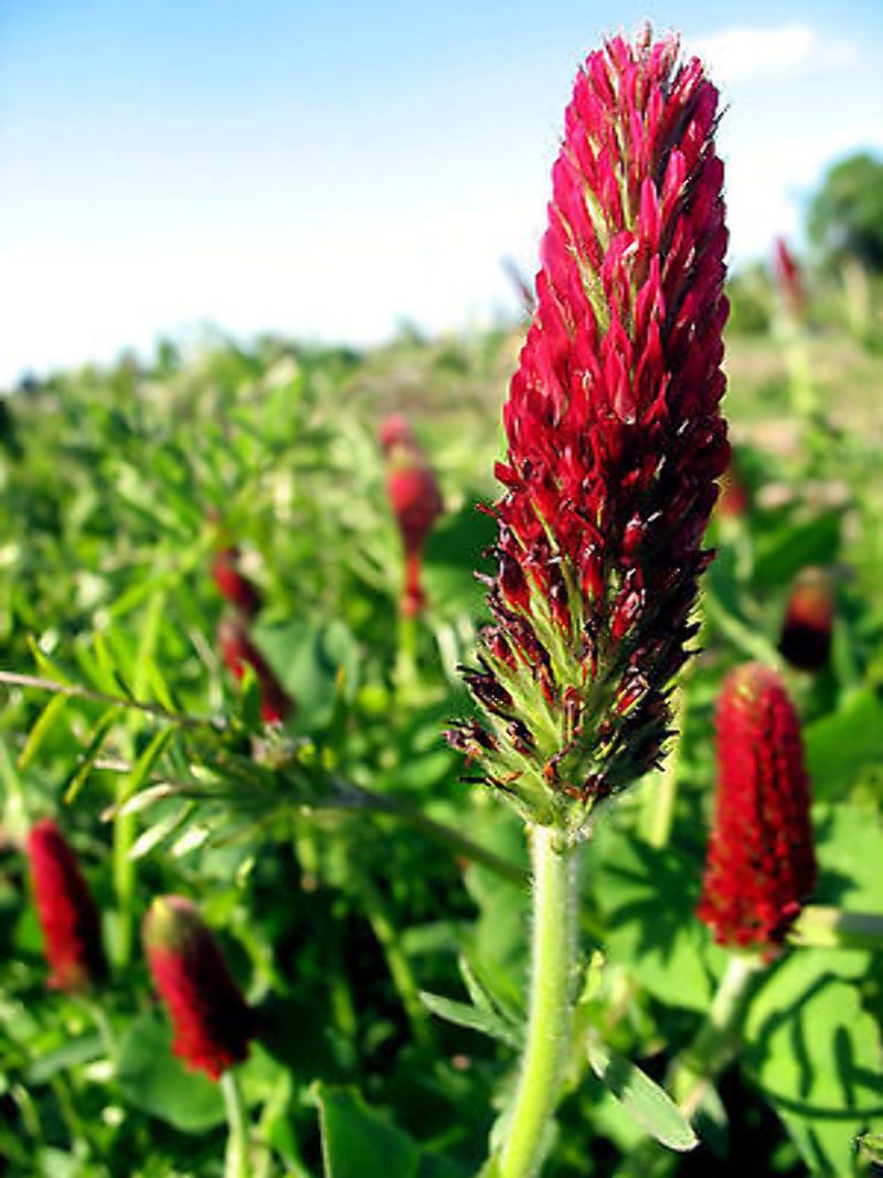 Crimson “Dixie” Clover seed, Inoculated. Feed Bees, Cover Crop, Grown the USA!