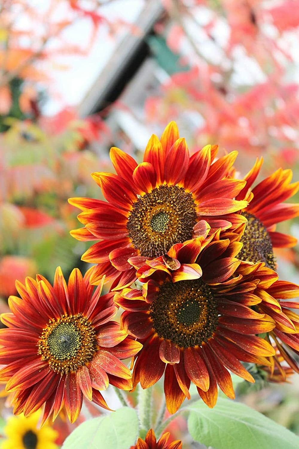 50 Autumn Beauty Sunflower Seeds for Planting Vibrant Fall Colors