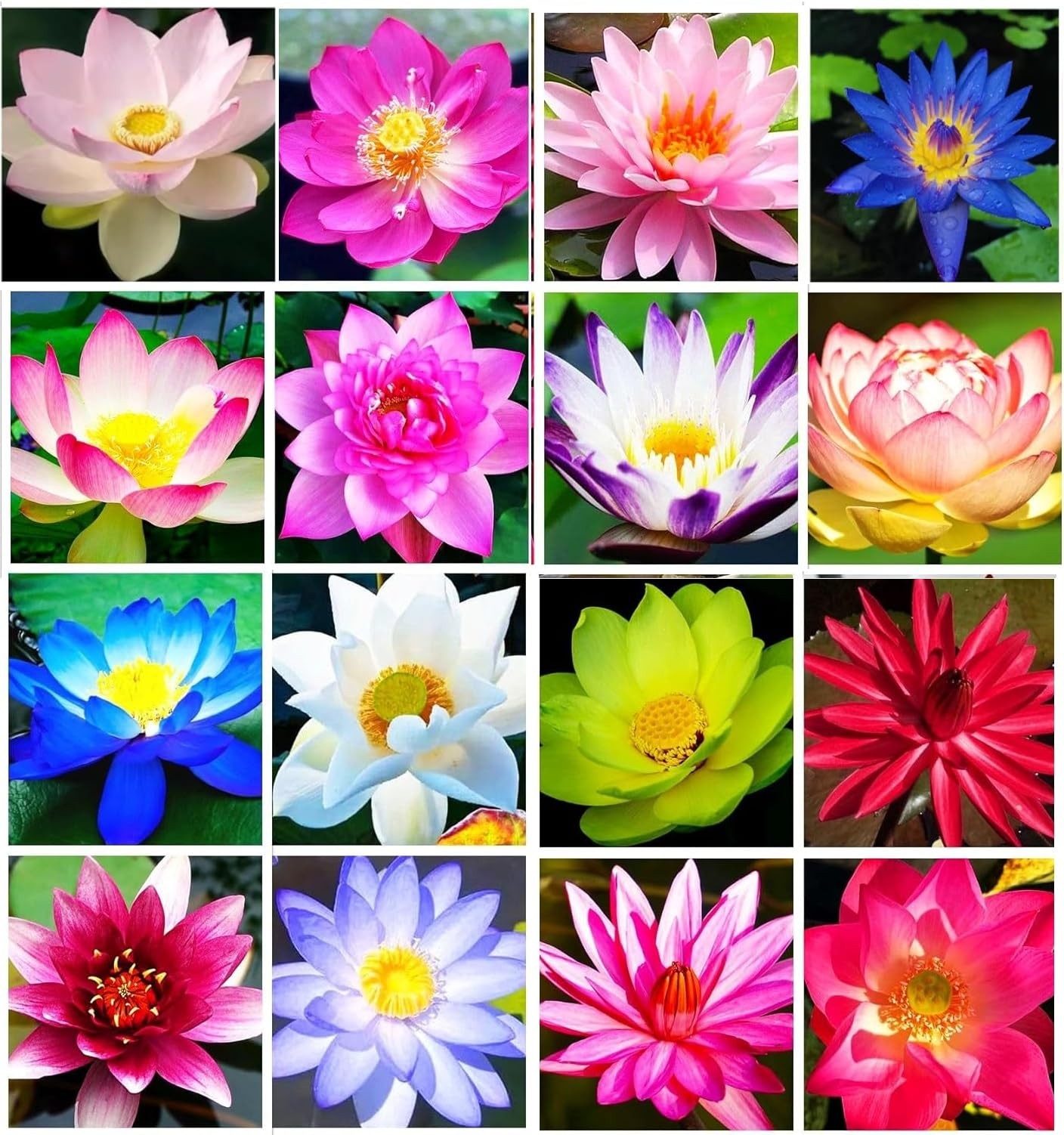 Lotus Seeds for Planting – 30 Pack Water Lotus Flower Seeds, Grow in Bowl, Ko…