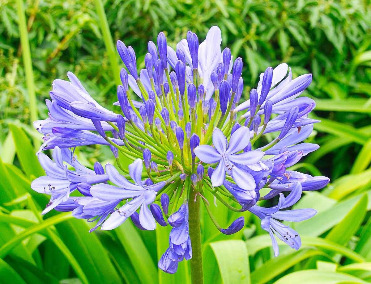 Blue Lily of the Nile Rooted Adult Plant – READY TO PLANT IN THE GROUND!