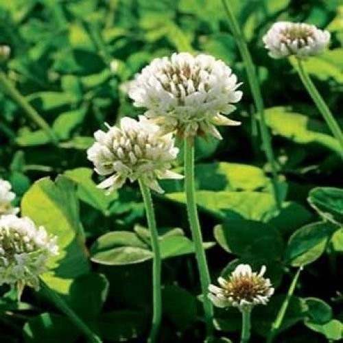 Perennial White Dutch Clover Seeds – 2 lbs Nitrocoated Inoculated for Lawn, Eros