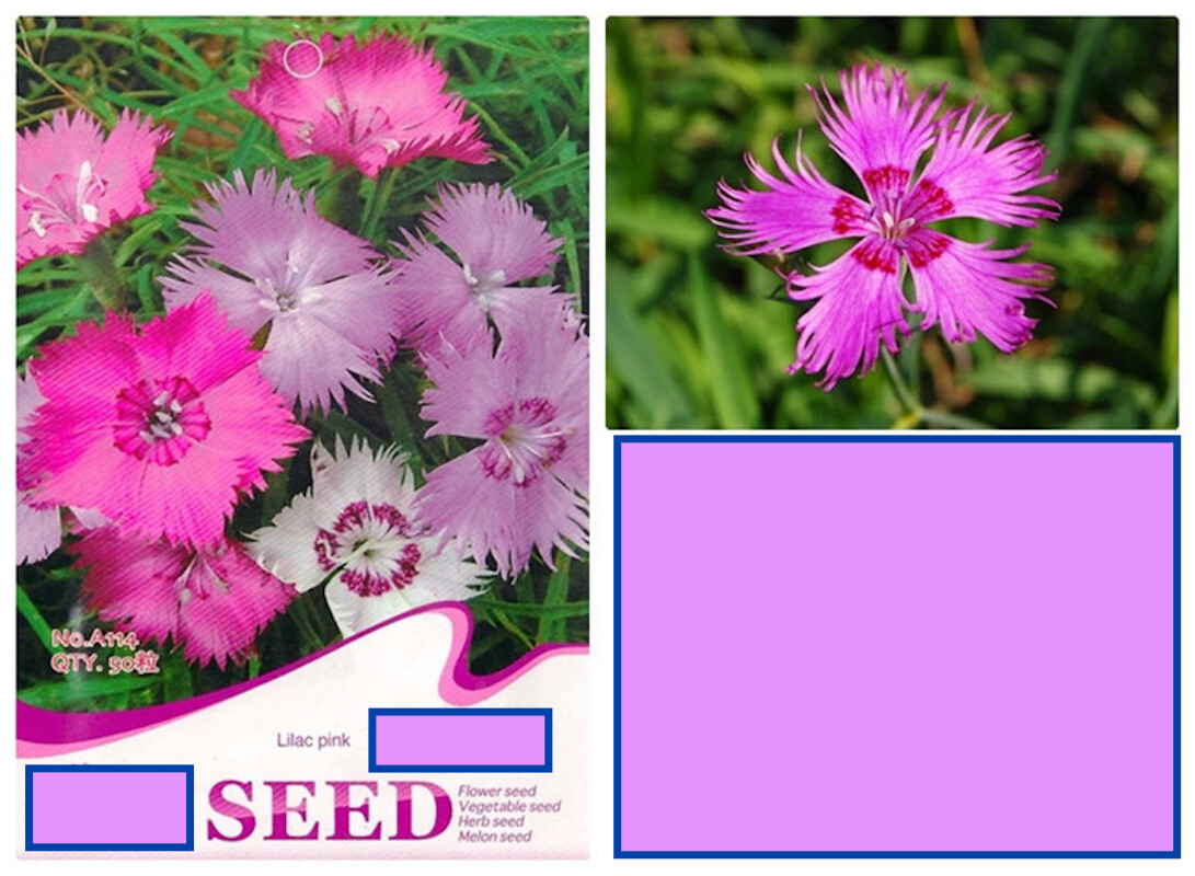 20 SEEDS CARNATION Dianthus Caryophyllus for germination flower exotic garden