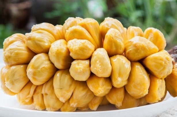 5 SUPER RARE (Artocarpus integer) Cempadak, Champedak seeds Mit To Nu Organic
