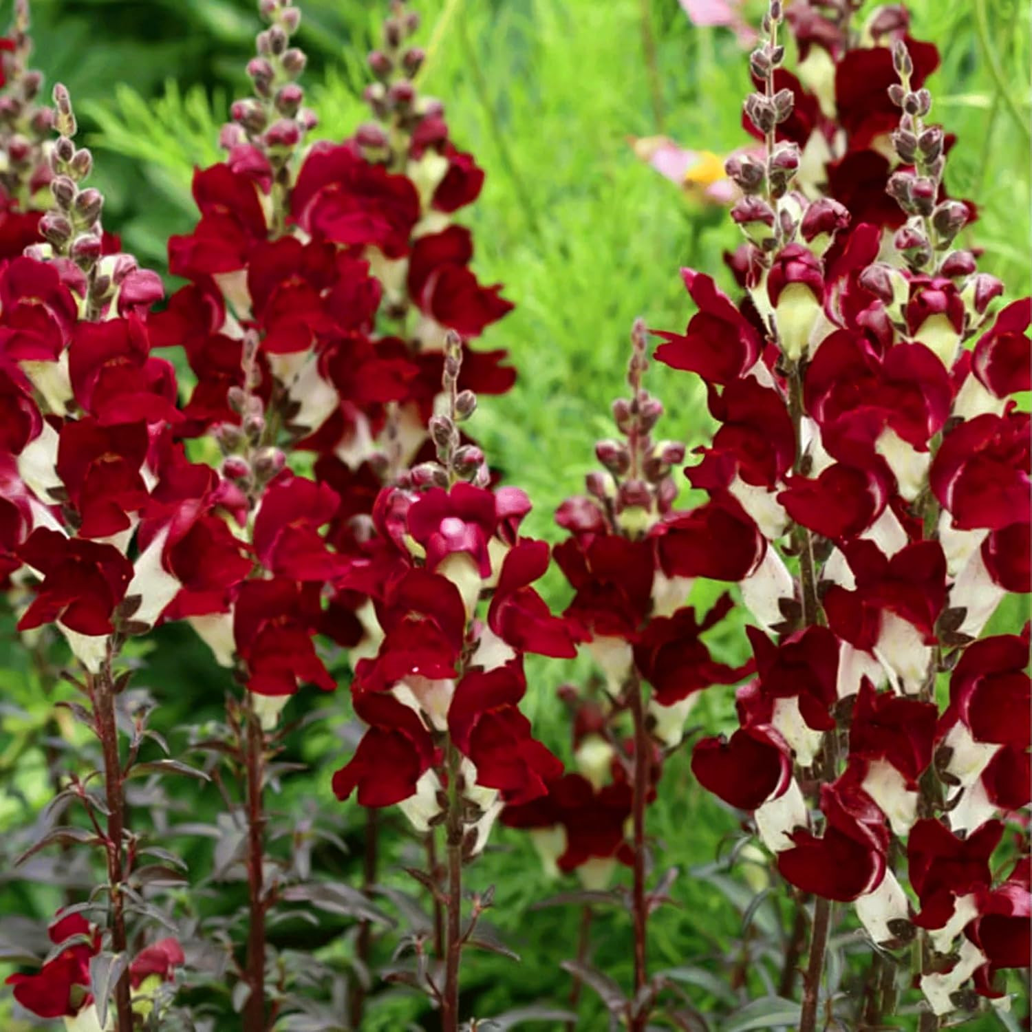 Mix Snapdragon Seeds for Planting, 200+Pcs Rare Midnight Snapdragon Perennial Fl