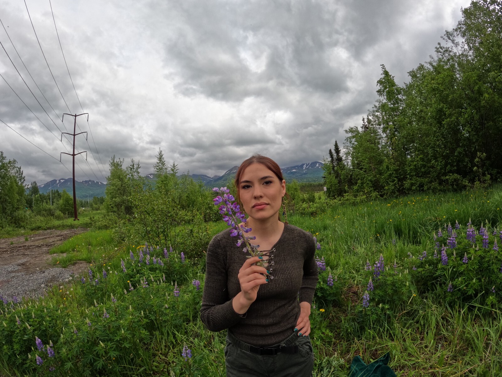 Lupine Alaska Wild Harvested Fifty Seeds / Lupinus perennis