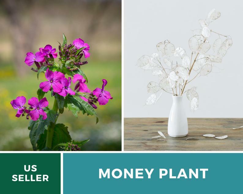 Money Plant – Annual Honesty – 20 Seeds – Natural Air Purifier – Fragrant Flower