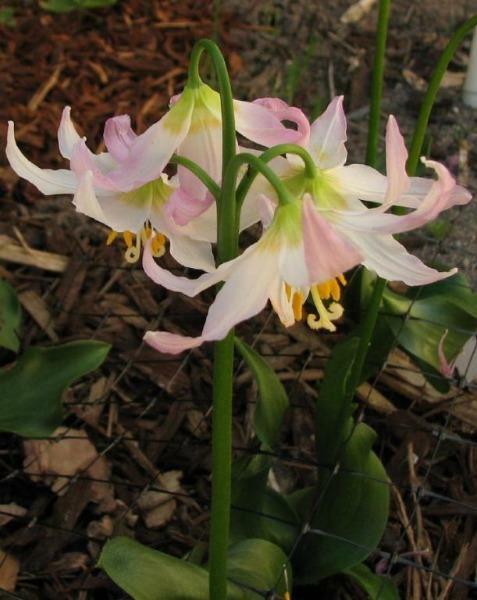 Erythronium elegans | Coast Range Fawn Lily | 5 Seeds