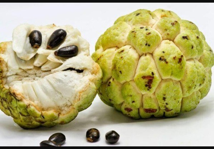 10+ Sugar Apple Seeds/ Custard Seeds/ Hạt Mãng Cầu/ Trái Na