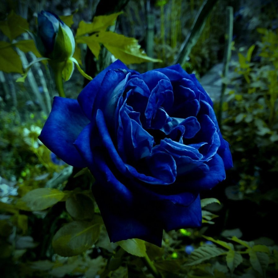 Midnight Supreme Rose Seeds – Pack 30 Seeds – Rose Flower Gardening